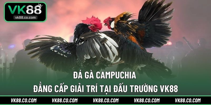Đá Gà Campuchia - Đẳng Cấp Giải Trí Tại Đấu Trường VK88