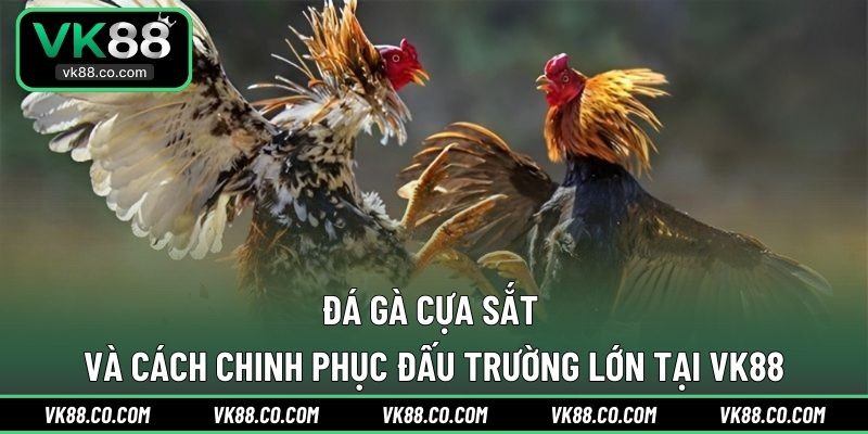 Đá Gà Cựa Sắt Và Cách Chinh Phục Đấu Trường Lớn Tại VK88