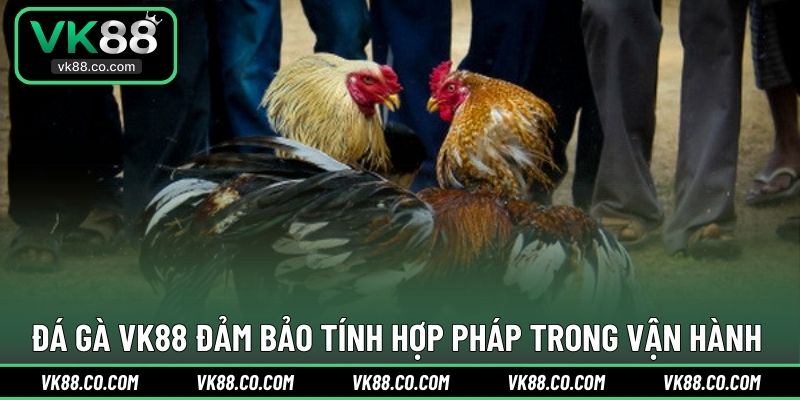 Đá Gà VK88 đảm bảo tính hợp pháp trong vận hành