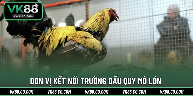 Đơn vị kết nối trường đấu quy mô lớn