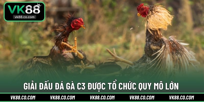 Giải đấu Đá Gà C3 được tổ chức quy mô lớn