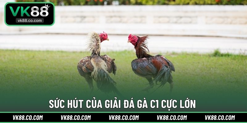 Sức hút của giải Đá Gà C1 cực lớn
